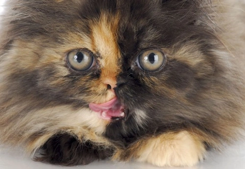 Tortoiseshell Cats: Unique Coat Pattern & Personality
