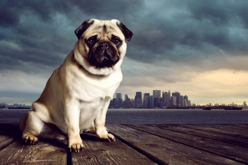 Brucellosis in Dogs: Signs, Testing & Treatment Guide