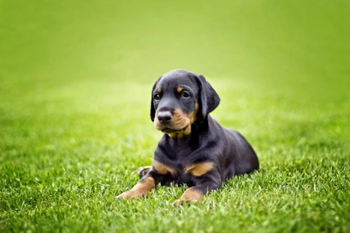 Juvenile Dilated Cardiomyopathy in Doberman Pinschers: A Complete Guide