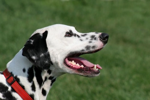 Conviviendo con tu perro sordo: consejos prácticos