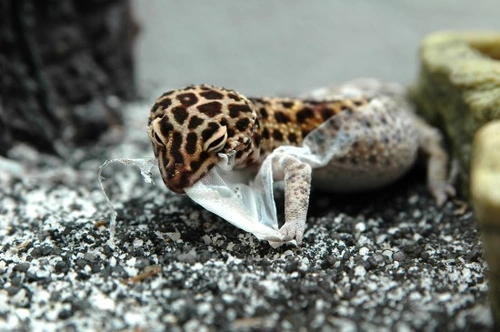 What to Do When a Reptile Suffers an Incomplete Shed