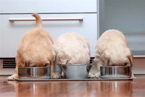 Ten Essential Tips for Dealing with Diarrhoea in Dogs