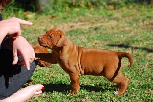 Introducing Rules & Discipline for Your New Puppy