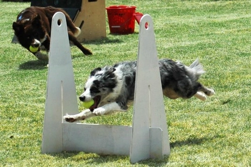 Canine Flyball for Beginners: Complete Guide