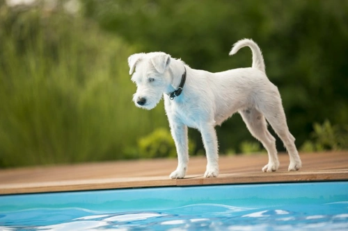 Can Your Dog Swim? Why Some Dog Breeds Can't Swim