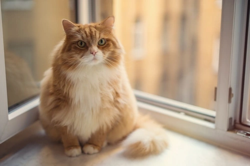 Forgotten Health Problems Caused by Obesity in Cats & Dogs