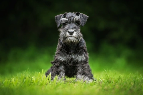 Prueba genética de miotonía congénita en Schnauzer Miniatura