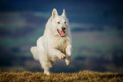 White German Shepherd: Guide to History, Temperament & Health