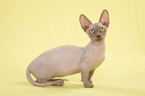 Complete Guide to Caring for the Bambino Cat