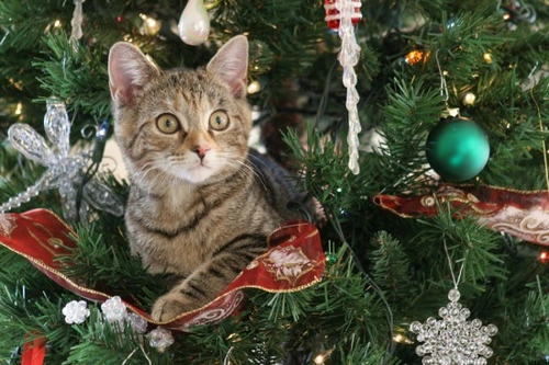 10 Essential Tips to Make Your Christmas Tree Cat-Proof
