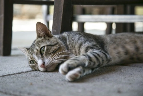 ¿Cuántos días se puede quedar mi gato solo en casa?