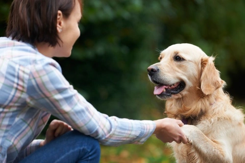 Are You a Well-Trained Dog Owner? Essential Tips for Success