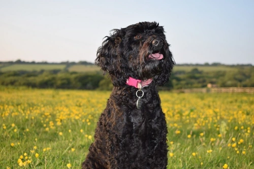 10 essential facts about Sproodles before you buy one