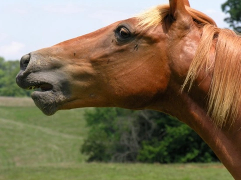 How to Cope With Flies Around Horses: Effective Fly Control Tips