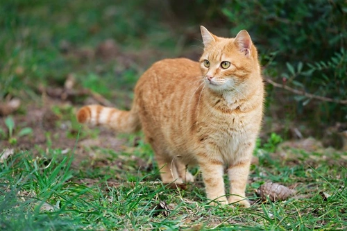 How to Track and Monitor Your Cat’s Location in 2025