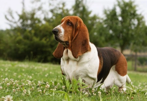 Linfoma en perros: causas, síntomas y opciones de tratamiento