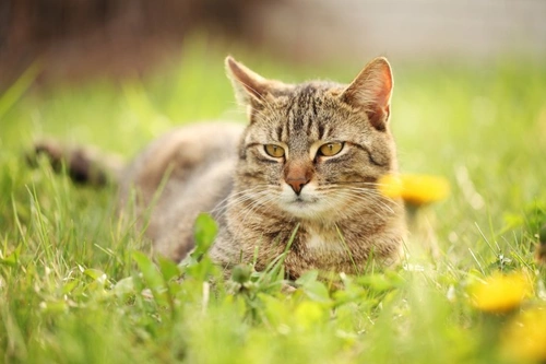 5 formas seguras y eficaces para mantener a tu gato fuera del jardín