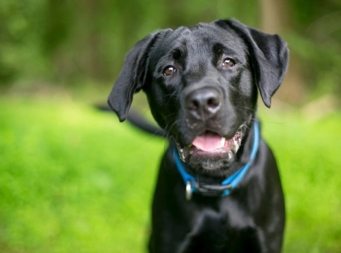 Top 6 Nonreactive Dog Breeds for Families in 2025