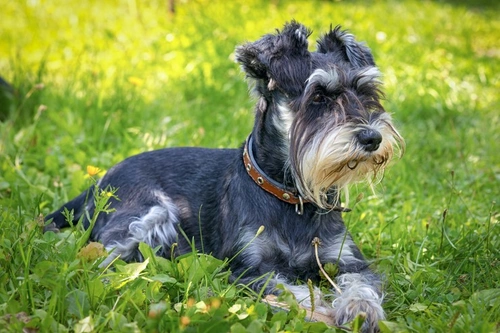 Uroliths in Pets: Causes, Signs & Management Guide