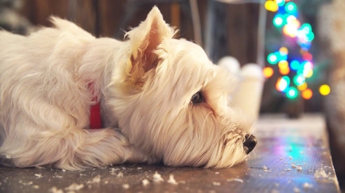 New Year’s Resolution: Help Your Dog Achieve a Healthy Weight