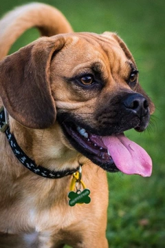 The Beaglier Dog: Ideal Family Companion Guide