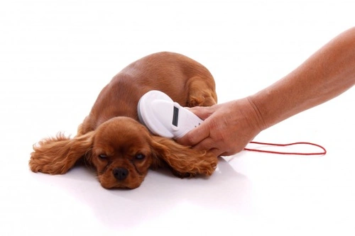 Pasos clave para proteger a tu perro del robo