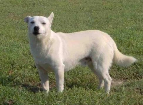 Alopekis: Encantadora raza canina griega ancestral