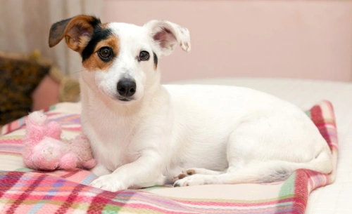 Phantom pregnancy in female dogs: signs and care guide