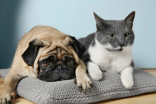 Microchipping Pets: Everything You Need to Know in 2025