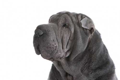 Atopic dermatitis in dogs: symptoms, causes, and treatment