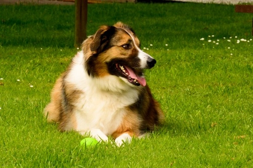 Welsh Collie Guide: Temperament, Care, and Training Tips