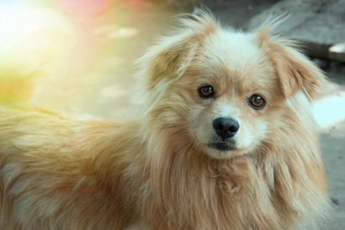 Pyelonephritis in dogs: Symptoms, causes & treatment guide