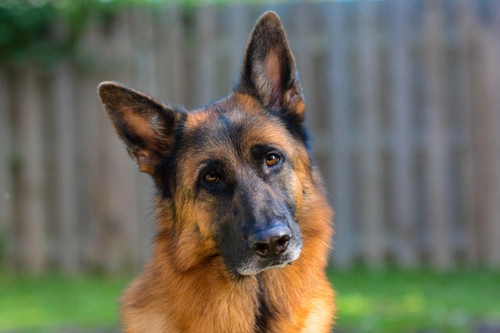 Renal cystadenocarcinoma DNA Testing in German Shepherds