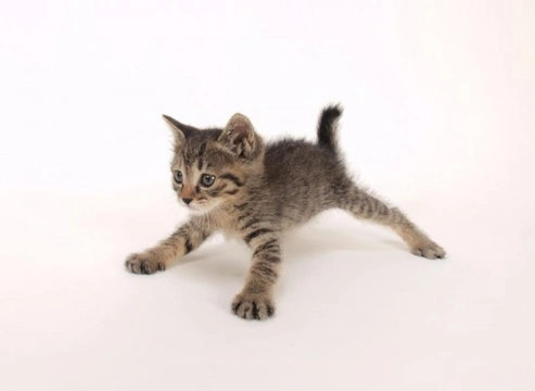 How to Exercise Your Cat: 7 Tips for a Healthy, Happy Feline