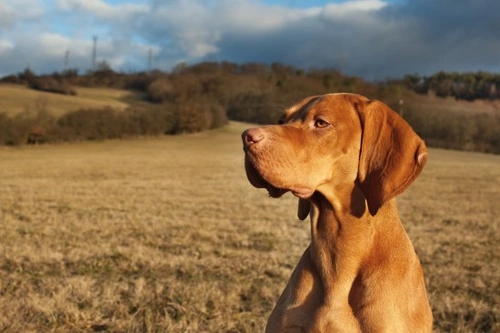 Introducción a los perros de caza: tipos, características y cuidados