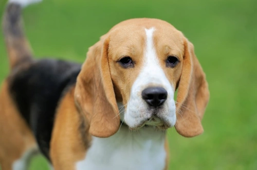Cutaneous Asthenia in Dogs: Causes, Symptoms, and Care