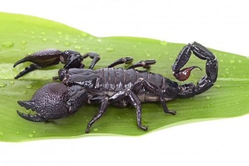 Complete Guide to Caring for an Emperor Scorpion