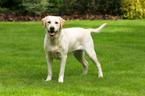 Exercise-Induced Collapse DNA Testing for Labrador Retrievers