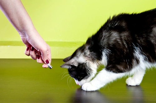 Are laser pointers good toys for cats? Pros, cons & safety tips