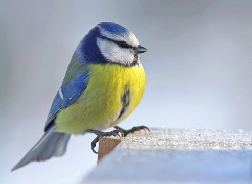 British Garden Birds: Complete Guide to the Tit Family