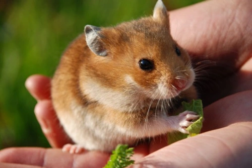 Complete Guide to Keeping Hamsters: Care, Housing, Feeding