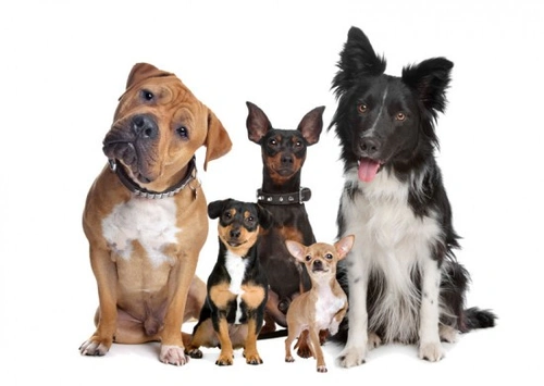 Choosing the Right Dog: Complete Guide for Responsible Owners
