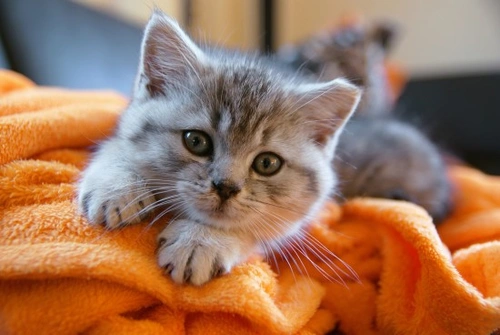 Cómo mantener segura a tu gato: 7 consejos clave