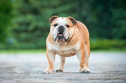 3 razas de perros extremadamente fuertes que debes conocer