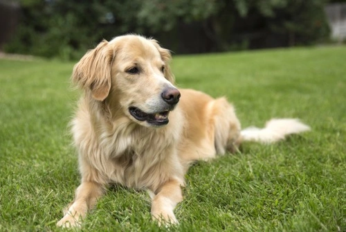 Golden Retriever Health and Longevity: Complete Guide 2025
