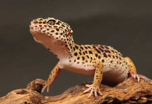 Introduction to Keeping Leopard Geckos: A Beginner's Guide