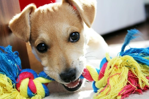 How to Encourage a Shy or Quiet Dog to Play: A Step-by-Step Guide