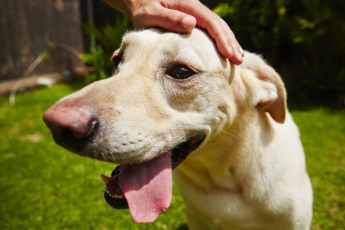 Is Your Dog Head-Shy? Causes and Care Tips
