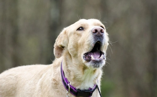 Why Certain Sounds Trigger Your Dog’s Barking Instincts