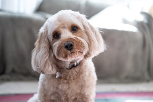 5 Key Disadvantages of Choosing a Hybrid Dog over a Pedigree